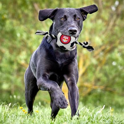 Show full view: Pets First New York Red Bulls Soccer Ball Squeaky Rope Dog Toy slide 6 of 6