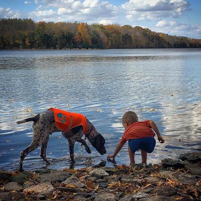 Show full view: SafetyPUP XD Reflective Dog Vest, Orange, X-Large slide 7 of 12