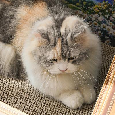 Show full view: Happy & Polly Retro Art Bloomy Flower Cat House with Scratcher slide 6 of 11