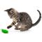 Show in main carousel: Playology Chirping Grasshoppers Electronic Cat Toy, 2 count slide 3 of 7