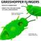 Show in main carousel: Playology Chirping Grasshoppers Electronic Cat Toy, 2 count slide 2 of 7