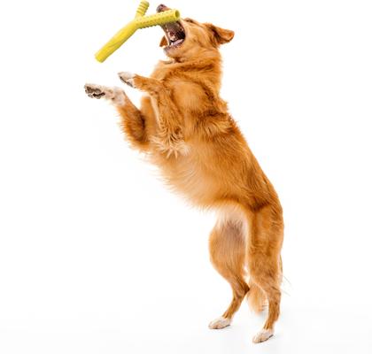 Show full view: Playology Scented Fetch Stick Dog Toy, Jumbo, Chicken Scented slide 4 of 10