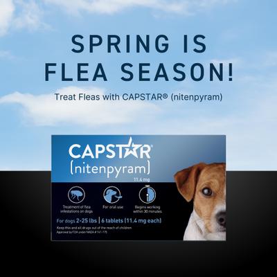 Show full view: Capstar Flea Oral Treatment for Dogs, 2-25 lbs, 6 Tablets + PetArmor 7 Way Dewormer for Hookworms, Roundworms & Tapeworms, 2 count slide 3 of 10