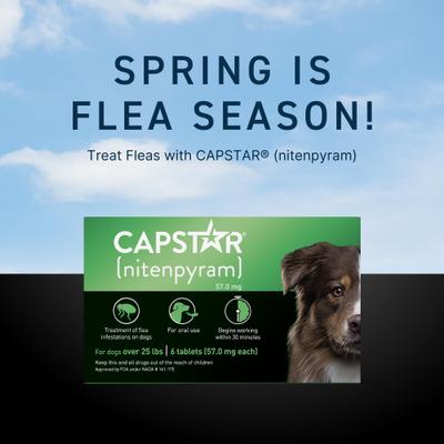 Show full view: Capstar Flea Oral Treatment for Dogs, over 25-lbs, 6 Tablets + PetArmor Home Yard & Premise Flea & Tick Spray Treatment, 32-oz bottle slide 3 of 9