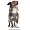 Show in main carousel: Red Dingo Mesh Dog Harness, Cool Grey, XX-Large: 22 to 24.75-in chest slide 7 of 7