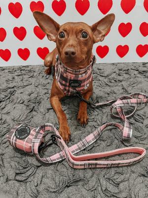 Show full view: Sassy Woof Pawberry Dog Collar, Pink, Large: 26-in neck, 1-in wide slide 5 of 6