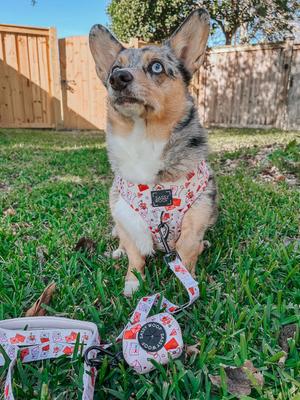 Show full view: Sassy Woof P.S. I Woof You Dog Adjustable Harness, Beige, X-Small: 14 to 19-in chest slide 5 of 6