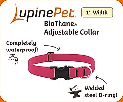 LupinePet Waterproof BioThane Standard Dog Collar, Neon Orange, Large: 16 to 28-in neck, 1-in wide slide 2 of 6
