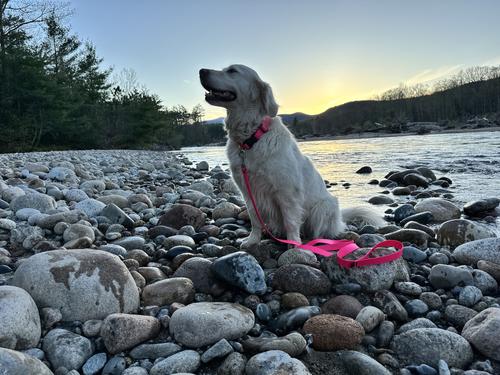 Show full view: LupinePet Waterproof BioThane Standard Dog Collar, Neon Pink, Medium: 12 to 20-in neck, 1-in wide slide 3 of 9