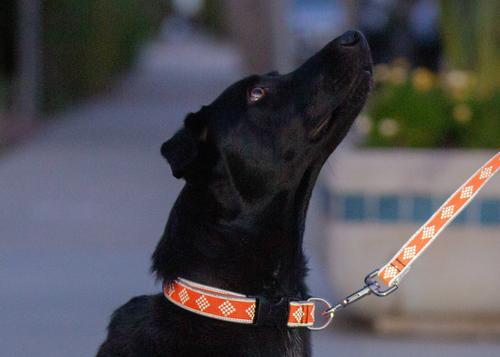 Show full view: LupinePet Reflective Diamonds Dog Collar, Orange Diamond, Medium: 12 to 20-in neck, 1-in wide slide 2 of 6