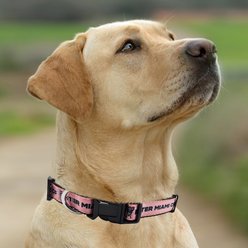 Pets First MLS Team Satin Nylon Dog Collar, Medium: 18-in neck, 1-in wide, Inter Miami CF slide 2 of 5