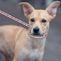 Pets First MLS Team Satin Nylon Dog Leash, Medium: 4-ft long, 5/8-in wide, Inter Miami CF slide 2 of 4