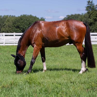 Show full view: Equinavia Bug Out Horse Fly Mask, Black, Horse slide 3 of 3
