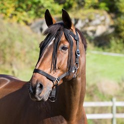 Horze Nylon Horse Fly Veil, Black, Horse slide 2 of 2