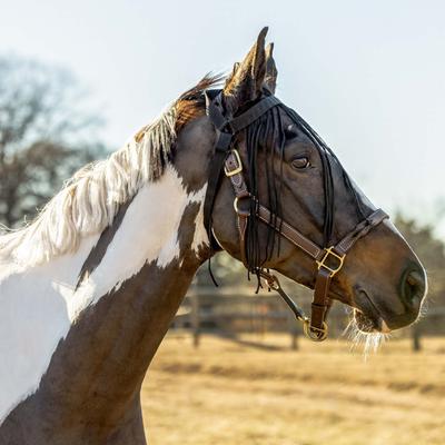Show full view: Horze Simple Horse Fly Veil, Black, Large slide 2 of 7