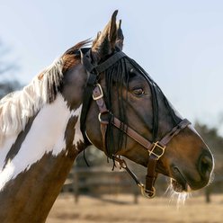 Horze Simple Horse Fly Veil, Black, Large slide 2 of 7