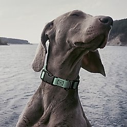 Dogline Biothane QR Buckle Waterproof Standard Dog Collar, Sage Green, Medium: 12 to 19-in neck, 3/4-in wide slide 2 of 9