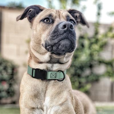 Show full view: Dogline Biothane QR Buckle Waterproof Standard Dog Collar, Sage Green, Large: 15 to 23-in neck, 1-in wide slide 8 of 9