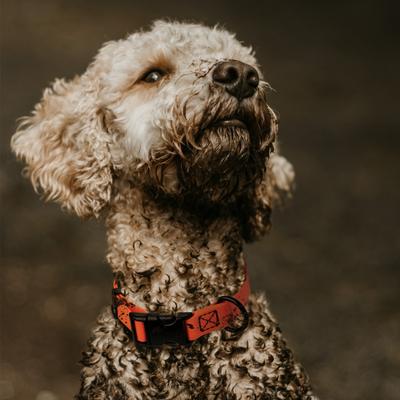 Show full view: Dogline Biothane QR Buckle Waterproof Standard Dog Collar, Hunter Orange, Large: 15 to 23-in neck, 1-in wide slide 10 of 10