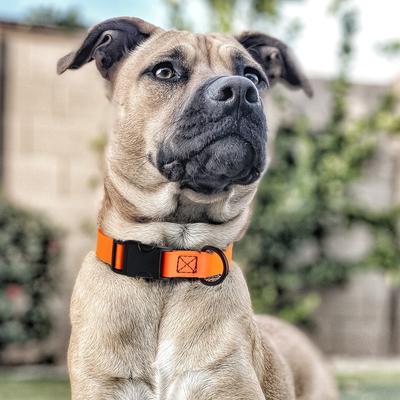 Show full view: Dogline Biothane QR Buckle Waterproof Standard Dog Collar, Hunter Orange, Large: 15 to 23-in neck, 1-in wide slide 9 of 10