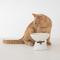 Show in main carousel: Dexypaws Elevated Ceramic Cat Bowl, White & Black, 8.4-oz slide 5 of 6