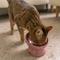 Show in main carousel: Dexypaws Elevated Ceramic Cat Bowl, Ash Blush, 7-oz slide 2 of 5