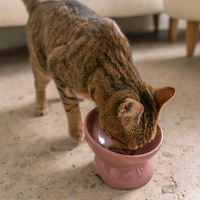 Show full view: Dexypaws Elevated Ceramic Cat Bowl, Ash Blush, 7-oz slide 2 of 5