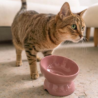 Show full view: Dexypaws Elevated Ceramic Cat Bowl, Ash Blush, 7-oz slide 3 of 5