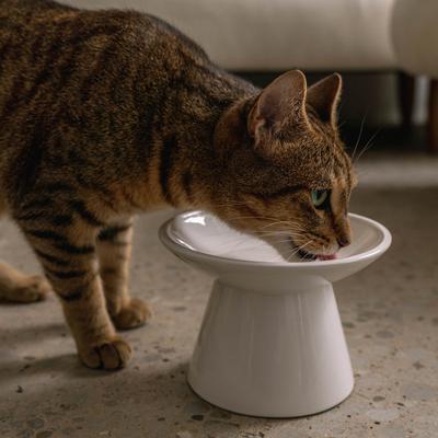 Show full view: Dexypaws Flat Top Ceramic Cat Bowl, White, 1-cup slide 4 of 6
