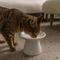 Show in main carousel: Dexypaws Flat Top Ceramic Cat Bowl, White, 1-cup slide 2 of 6