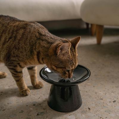 Show full view: Dexypaws Flat Top Ceramic Cat Bowl, Black, 1-cup slide 3 of 7