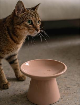 Show full view: Dexypaws Flat Top Ceramic Cat Bowl, Blush Pink, 1-cup slide 4 of 6