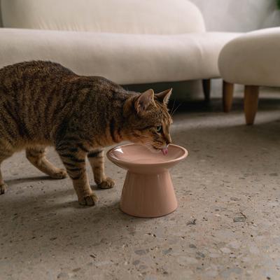 Show full view: Dexypaws Flat Top Ceramic Cat Bowl, Blush Pink, 1-cup slide 3 of 6