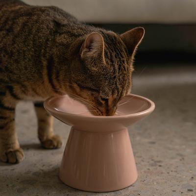 Show full view: Dexypaws Flat Top Ceramic Cat Bowl, Blush Pink, 1-cup slide 2 of 6