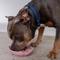Show in main carousel: Dexypaws Flower Dog Slow Feeder, Blush Pink slide 6 of 7