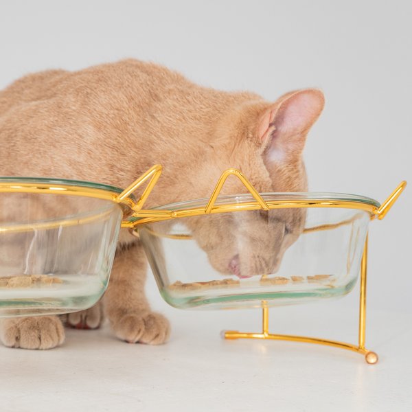 Dexypaws 2 Piece Elevated Glass Cat Bowl Set, 1.5-cup, 2 count
