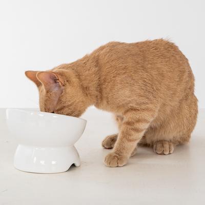 Show full view: Dexypaws Elevated Ceramic Cat Bowl, White, 7-oz slide 2 of 5