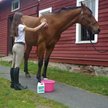 Show in main carousel: Absorbine Cooldown Herbal After-Workout Sore Muscle Horse Rinse, 32-fl oz jug slide 5 of 6