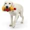 Show in main carousel: Huxley & Kent Hairball Cinnamon Whisky Dog Power Plush Toy, Large slide 6 of 9