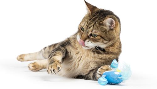 Show full view: Huxley & Kent Chirpy Bluebird Plush Cat Toy slide 6 of 9