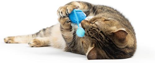 Show full view: Huxley & Kent Chirpy Bluebird Plush Cat Toy slide 5 of 9