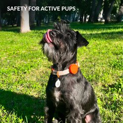 CollarDirect AirTag Holder QR Tag Nylon Standard Dog Collar, Violet, Small: 10 to 13-in neck, 0.79-in wide slide 2 of 6