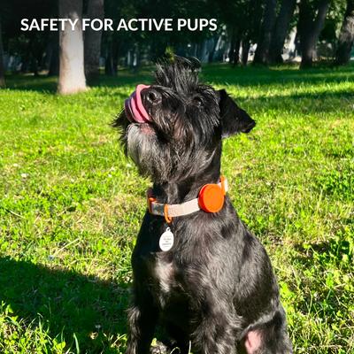 Show full view: CollarDirect AirTag Holder QR Tag Nylon Standard Dog Collar, Violet, Medium: 12 to 16-in neck, 1-in wide slide 6 of 6