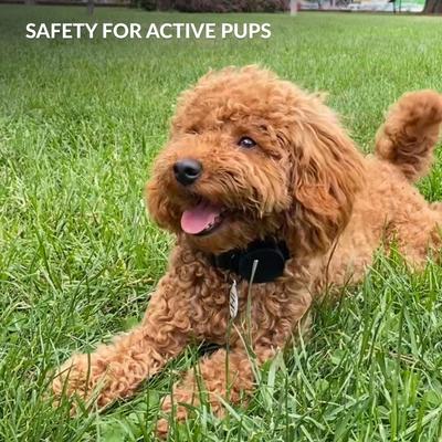 Show full view: CollarDirect AirTag Holder QR Tag Nylon Standard Dog Collar, Orange, X-Small: 7 to 11-in neck, 0.79-in wide slide 6 of 6