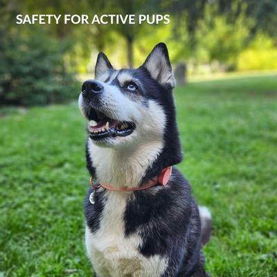 Show full view: CollarDirect AirTag Holder QR Tag Nylon Standard Dog Collar, Black, Small: 10 to 13-in neck, 0.79-in wide slide 6 of 6