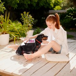 Precious Tails 2-in-1 Calming Waterless Shampoo Dog Grooming Foam, Lavender Scented slide 2 of 6