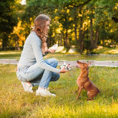 Show full view: Precious Tails On-the-Go Dog Grooming Wipes, Cucumber Aloe Scented, 50 count, 2 pack slide 3 of 6