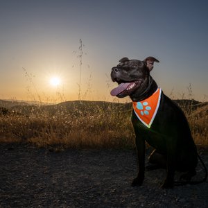 SafetyPUP XD Hi-Visibility Reflective Dog Bandana, Orange, Medium: 14 to 19-in neck