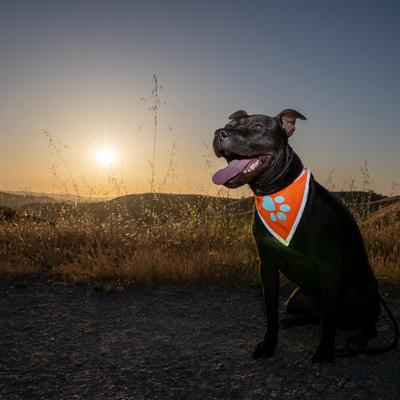 Show full view: SafetyPUP XD Hi-Visibility Reflective Dog Bandana, Orange, Small: 11 to 15-in neck slide 3 of 8