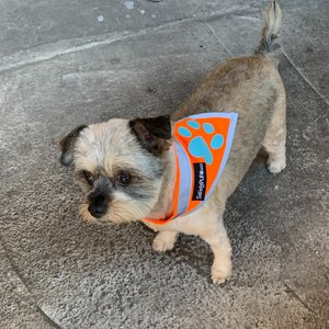 SafetyPUP XD Hi-Visibility Reflective Dog Bandana, Orange, Medium: 14 to 19-in neck